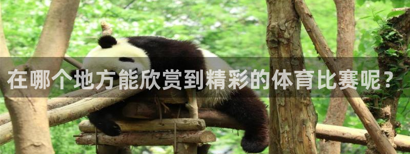 在哪个地方能欣赏到精彩的体育比赛呢？